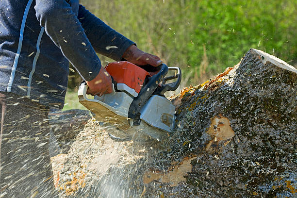 Palm Tree Trimming in Paris, IL